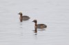 Slavonian Grebe at Paglesham Lagoon (Steve Arlow) (27885 bytes)